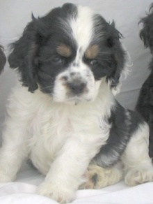 Frantic Farms Hairy Houdini Puppy
